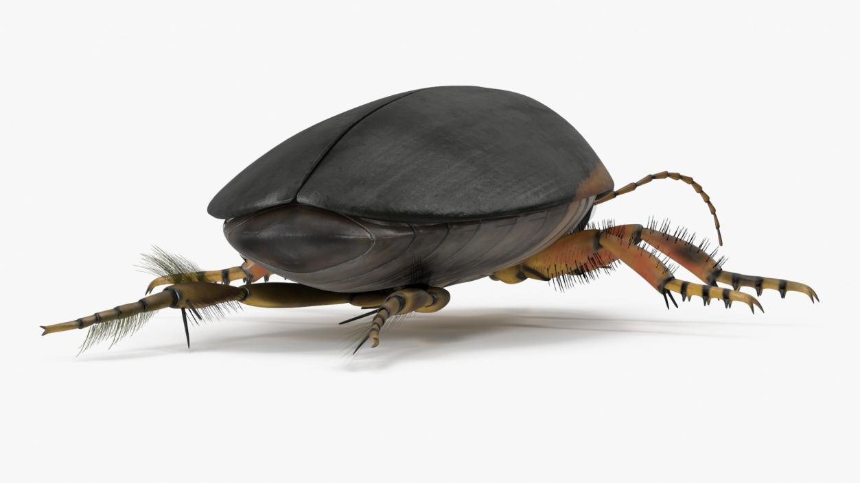 3D Insect Water Beetle Brown Realistic Rigged for Maya