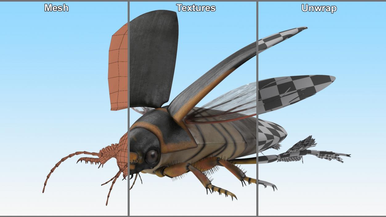 3D Insect Water Beetle Brown Realistic Rigged for Maya