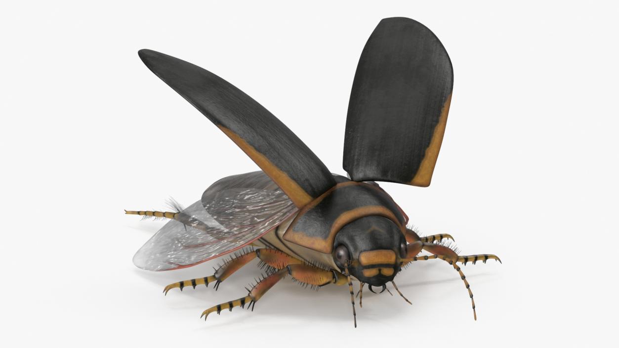 3D Insect Water Beetle Brown Realistic Rigged for Maya