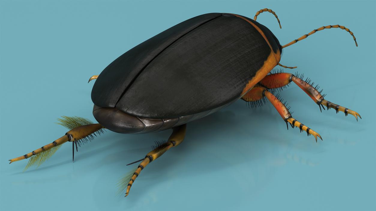 3D Insect Water Beetle Brown Realistic Rigged for Maya