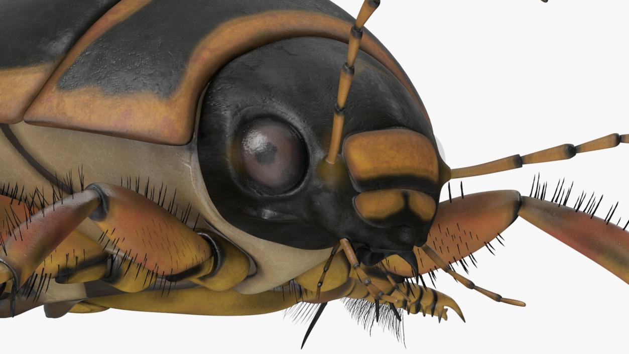 3D Insect Water Beetle Brown Realistic Rigged for Maya