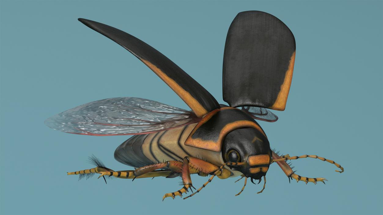 3D Insect Water Beetle Brown Realistic Rigged for Maya