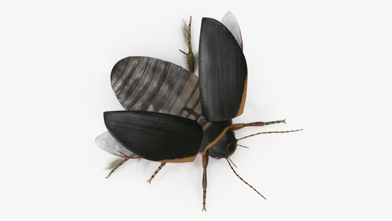 3D Insect Water Beetle Brown Realistic Rigged for Maya