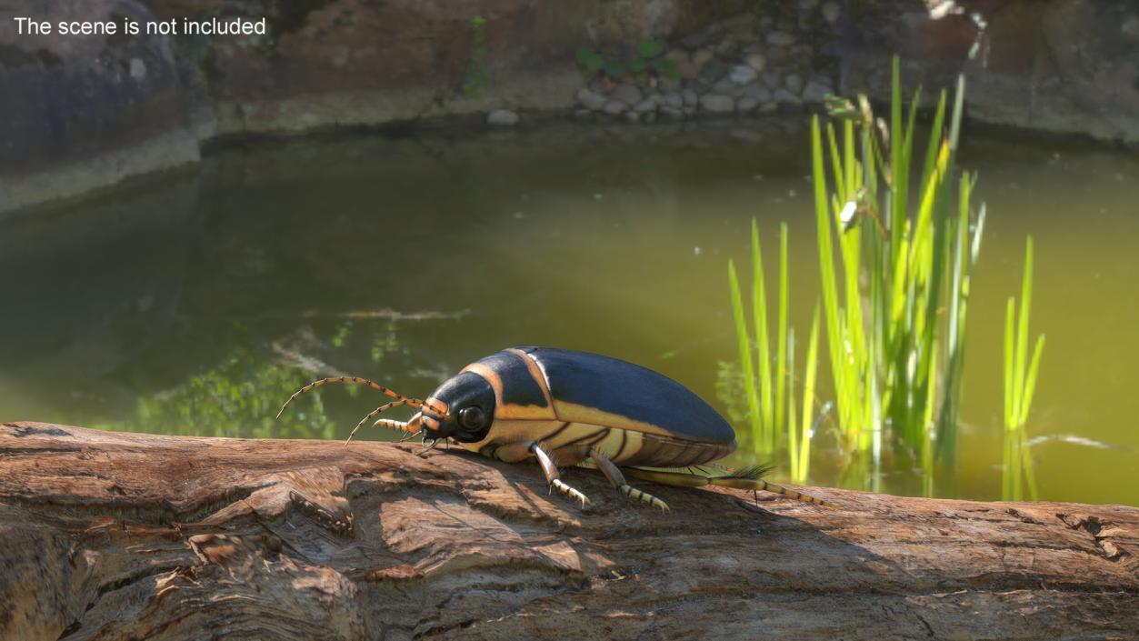 3D Insect Water Beetle Brown Realistic Rigged for Maya