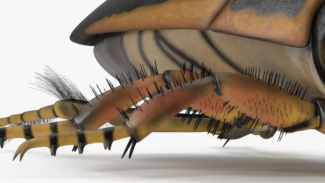 3D Insect Water Beetle Brown Realistic Rigged for Maya