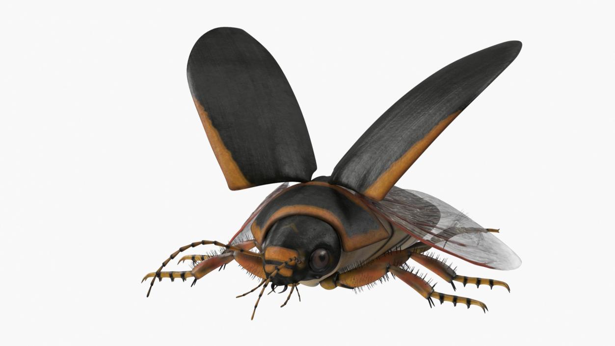 3D Insect Water Beetle Brown Realistic Rigged for Maya