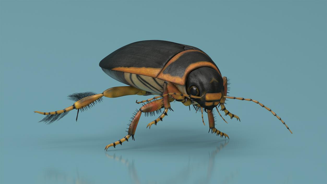 3D Insect Water Beetle Brown Realistic Rigged for Maya