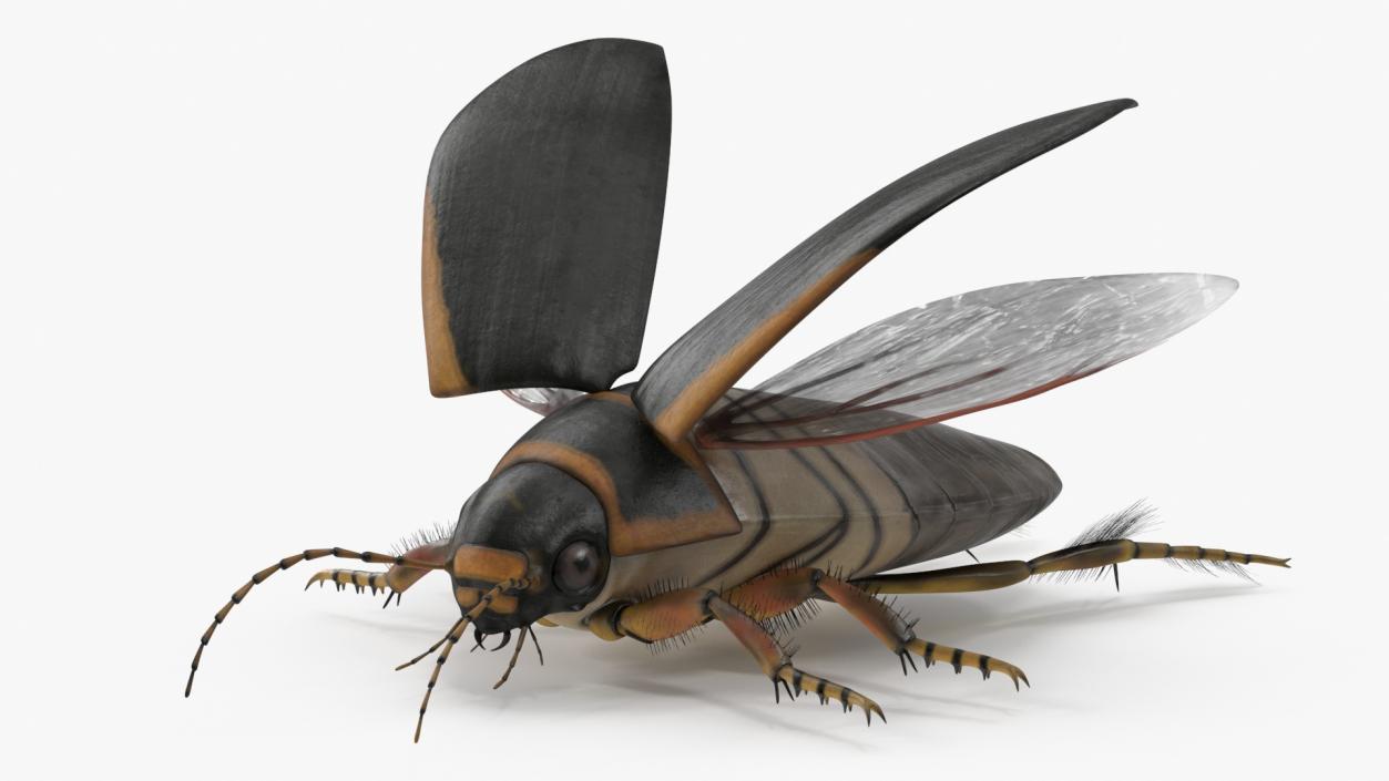 3D Insect Water Beetle Brown Realistic Rigged for Maya