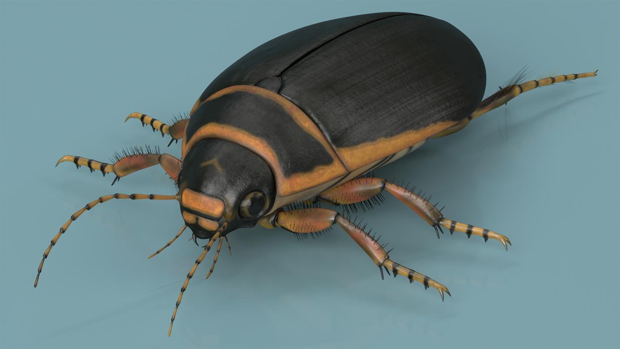 3D Insect Water Beetle Brown Realistic Rigged for Maya