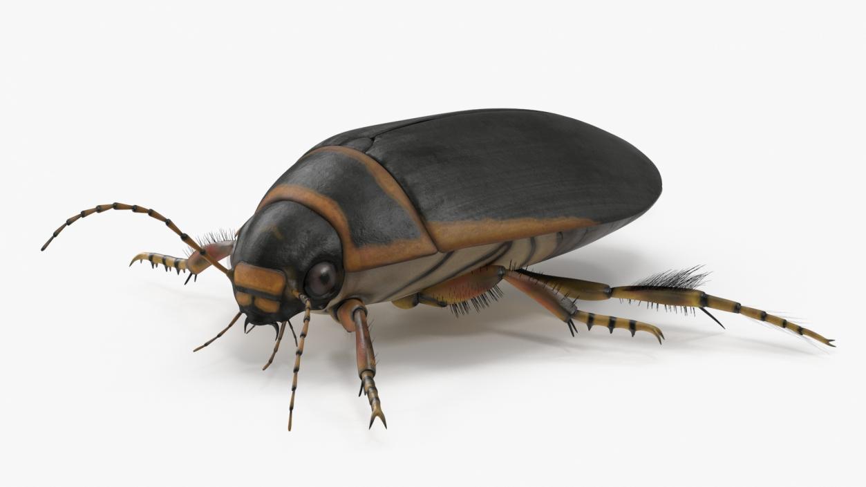 3D Insect Water Beetle Brown Realistic Rigged for Maya