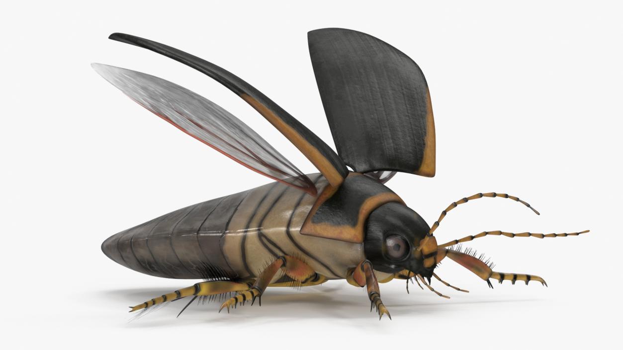 3D Insect Water Beetle Brown Realistic Rigged for Maya