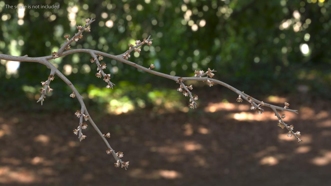 Bare Tree Naked Branch 3D