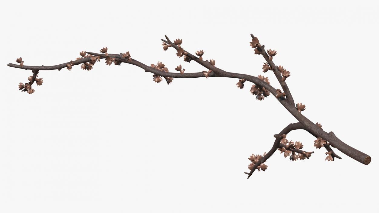 Bare Tree Naked Branch 3D