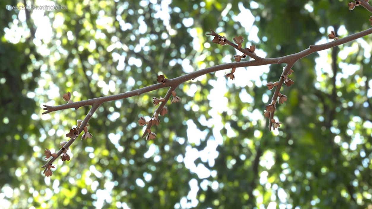 Bare Tree Naked Branch 3D