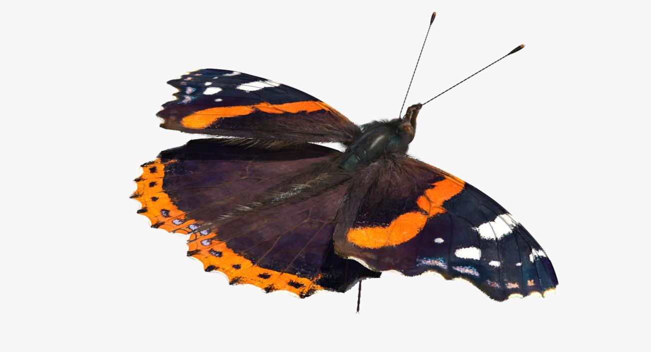 Red Admiral Butterfly with Fur Rigged 3D