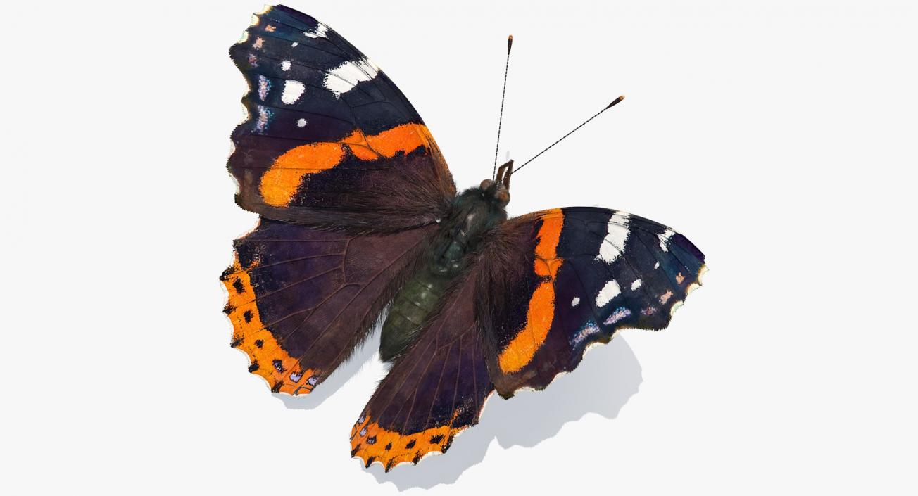 Red Admiral Butterfly with Fur Rigged 3D