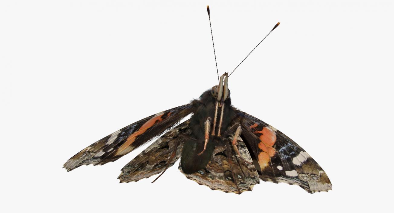 Red Admiral Butterfly with Fur Rigged 3D