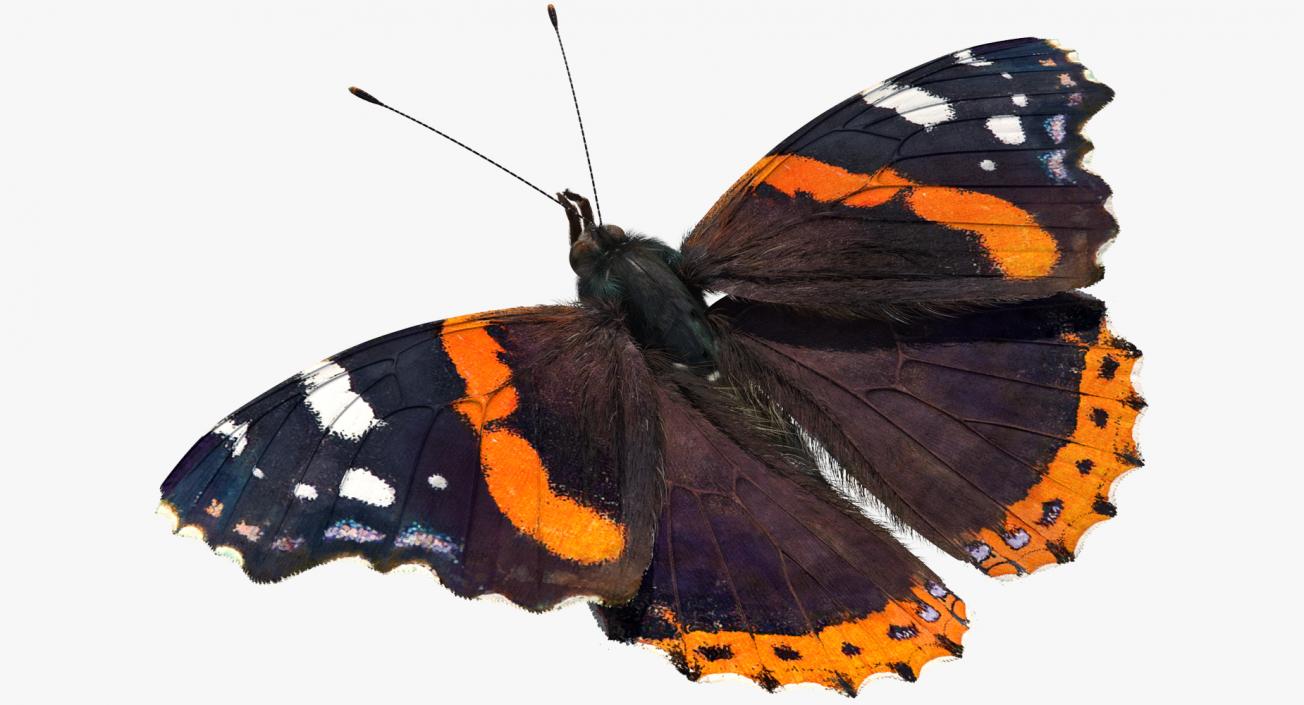 Red Admiral Butterfly with Fur Rigged 3D