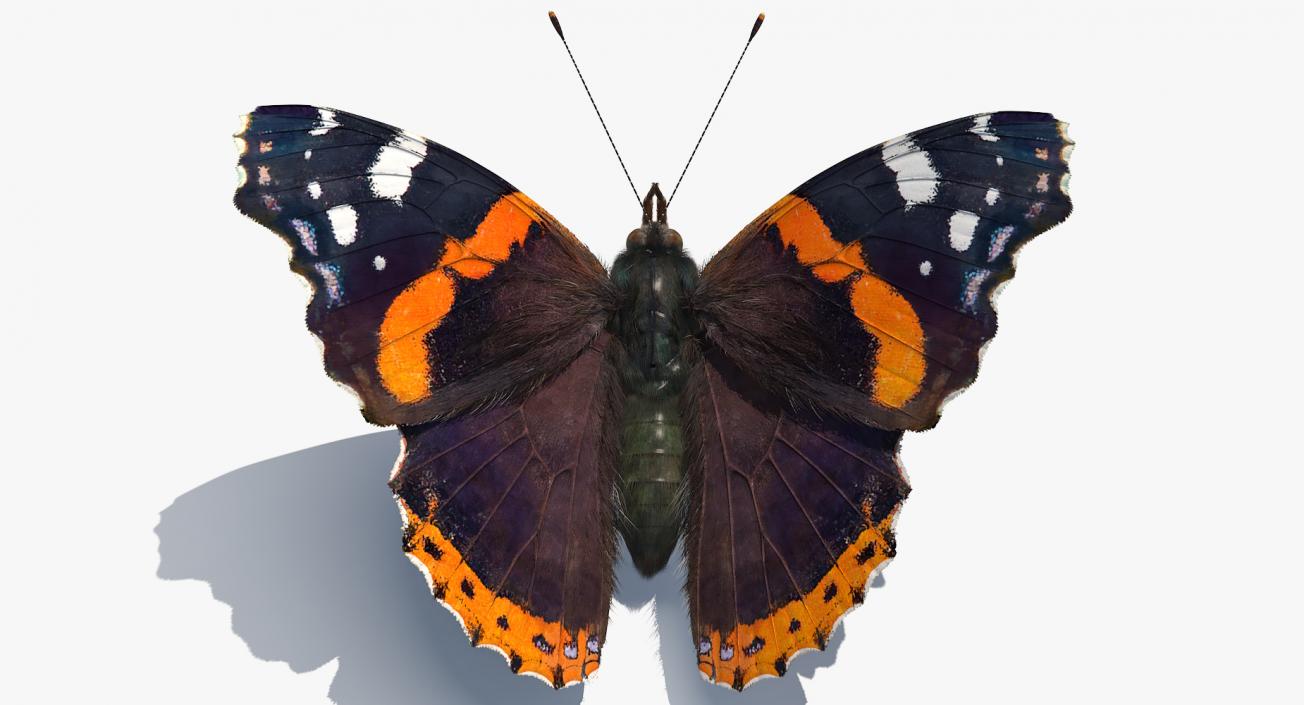 Red Admiral Butterfly with Fur Rigged 3D