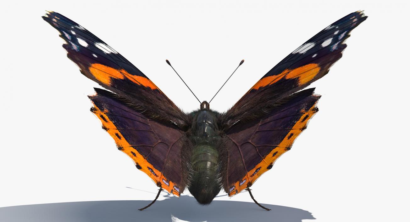 Red Admiral Butterfly with Fur Rigged 3D