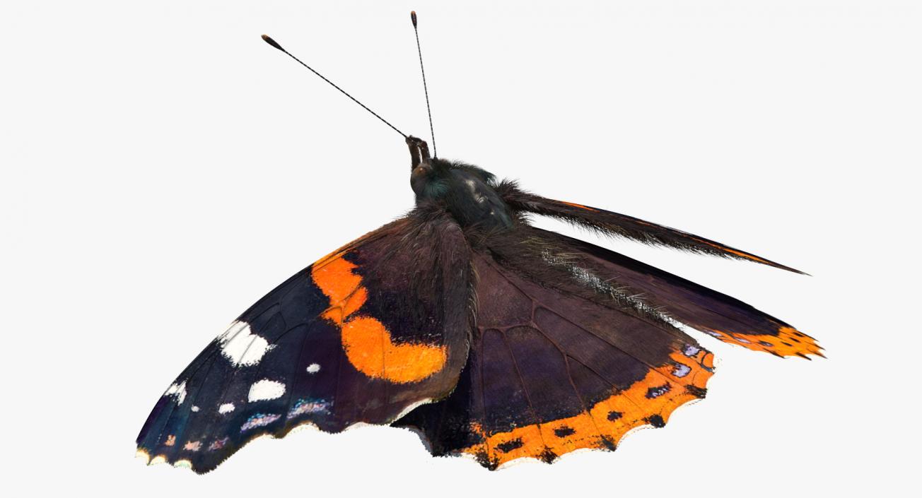 Red Admiral Butterfly with Fur Rigged 3D