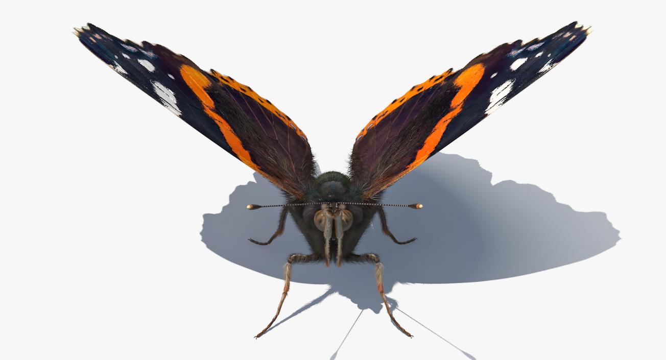 Red Admiral Butterfly with Fur Rigged 3D