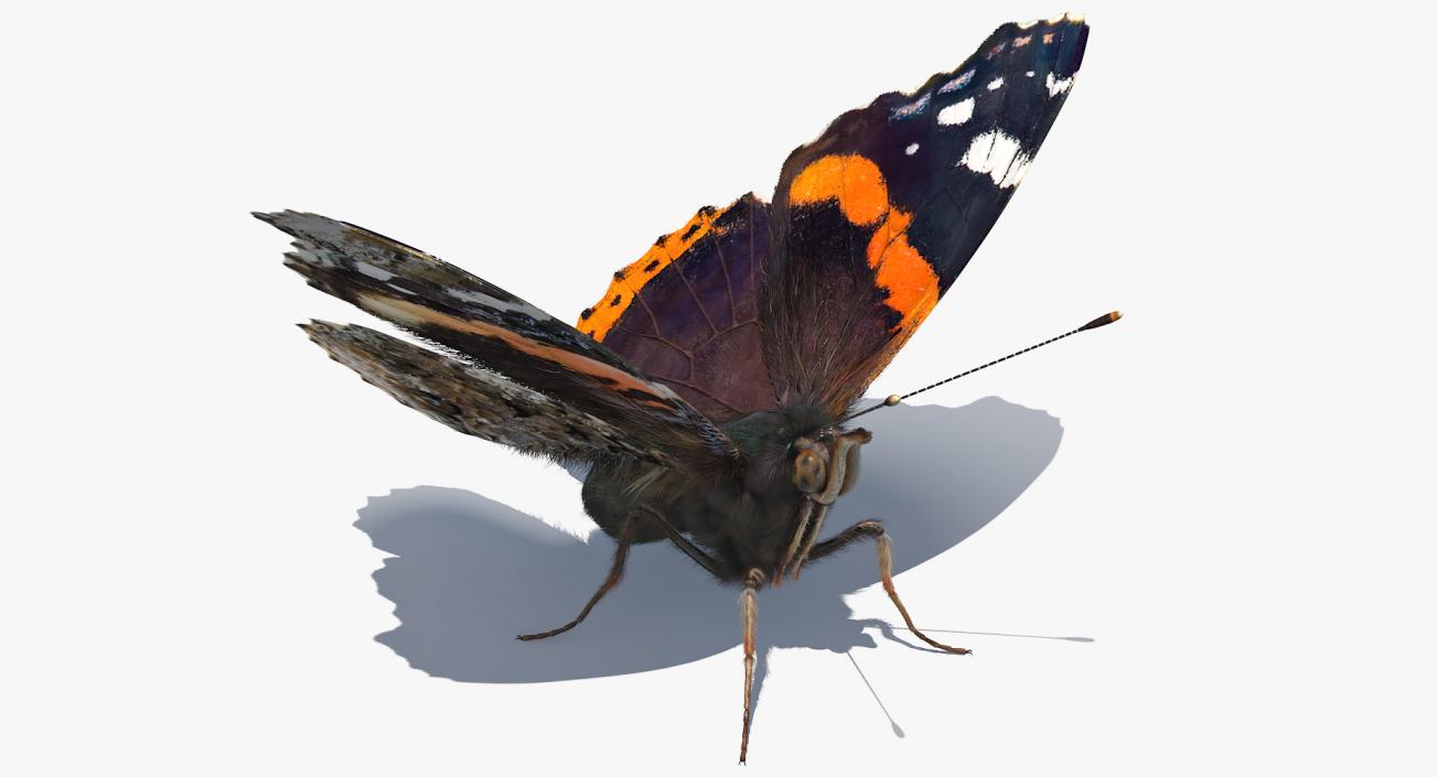 Red Admiral Butterfly with Fur Rigged 3D