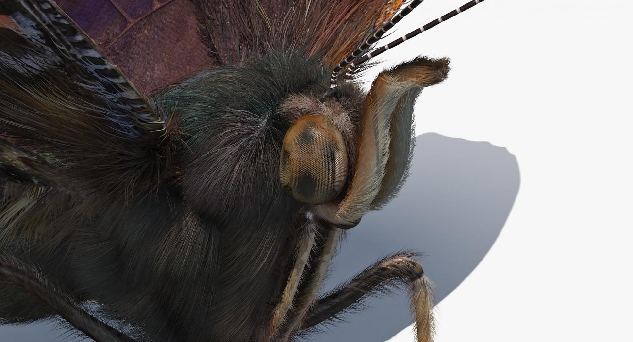 Red Admiral Butterfly with Fur Rigged 3D