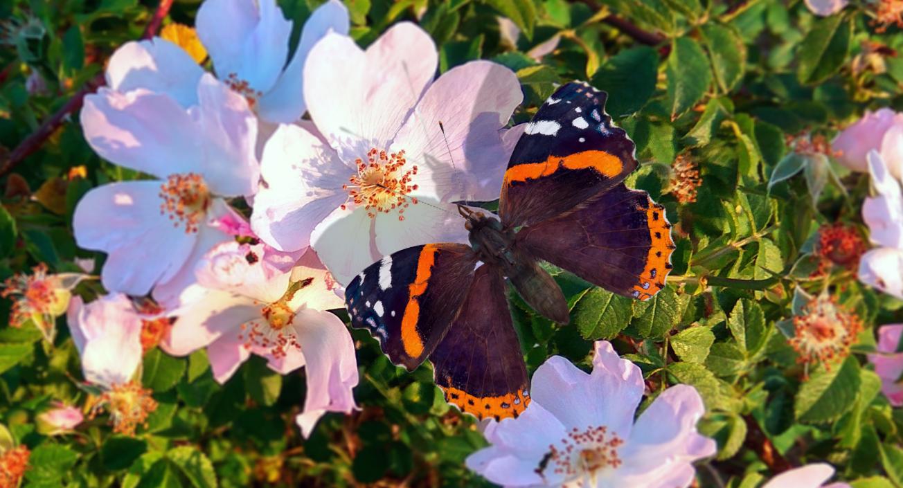 Red Admiral Butterfly with Fur Rigged 3D