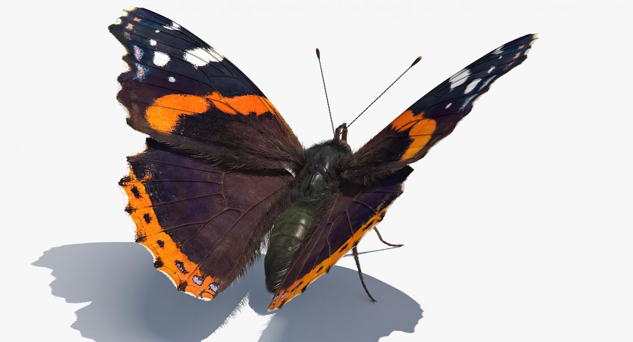 Red Admiral Butterfly with Fur Rigged 3D