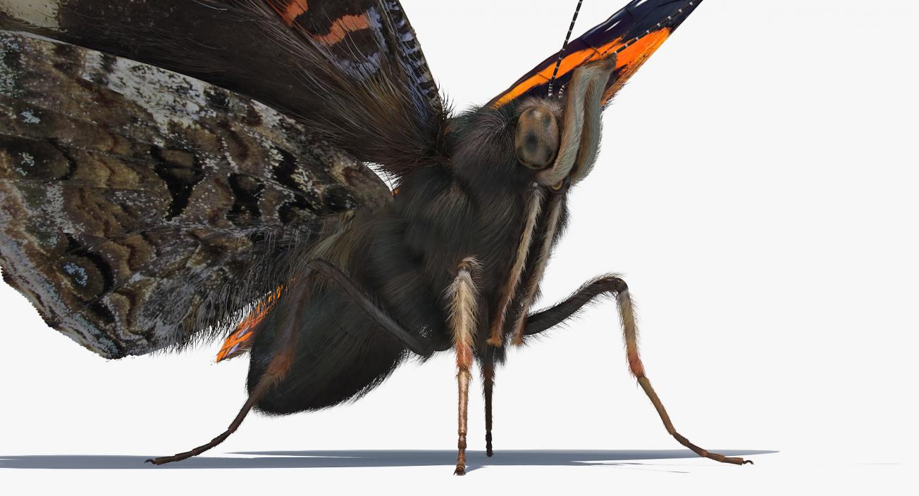 Red Admiral Butterfly with Fur Rigged 3D