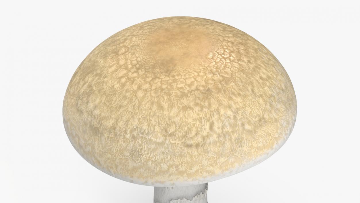 3D Toadstool 2