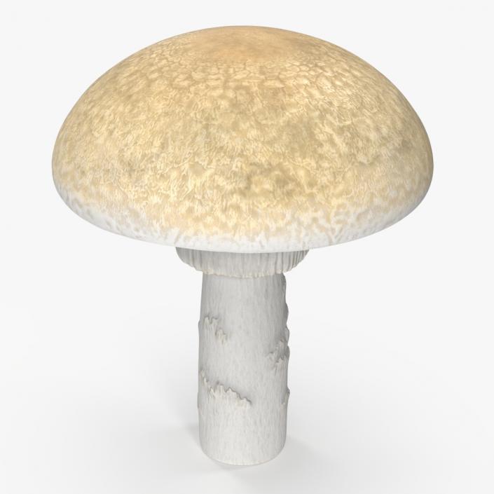 3D Toadstool 2