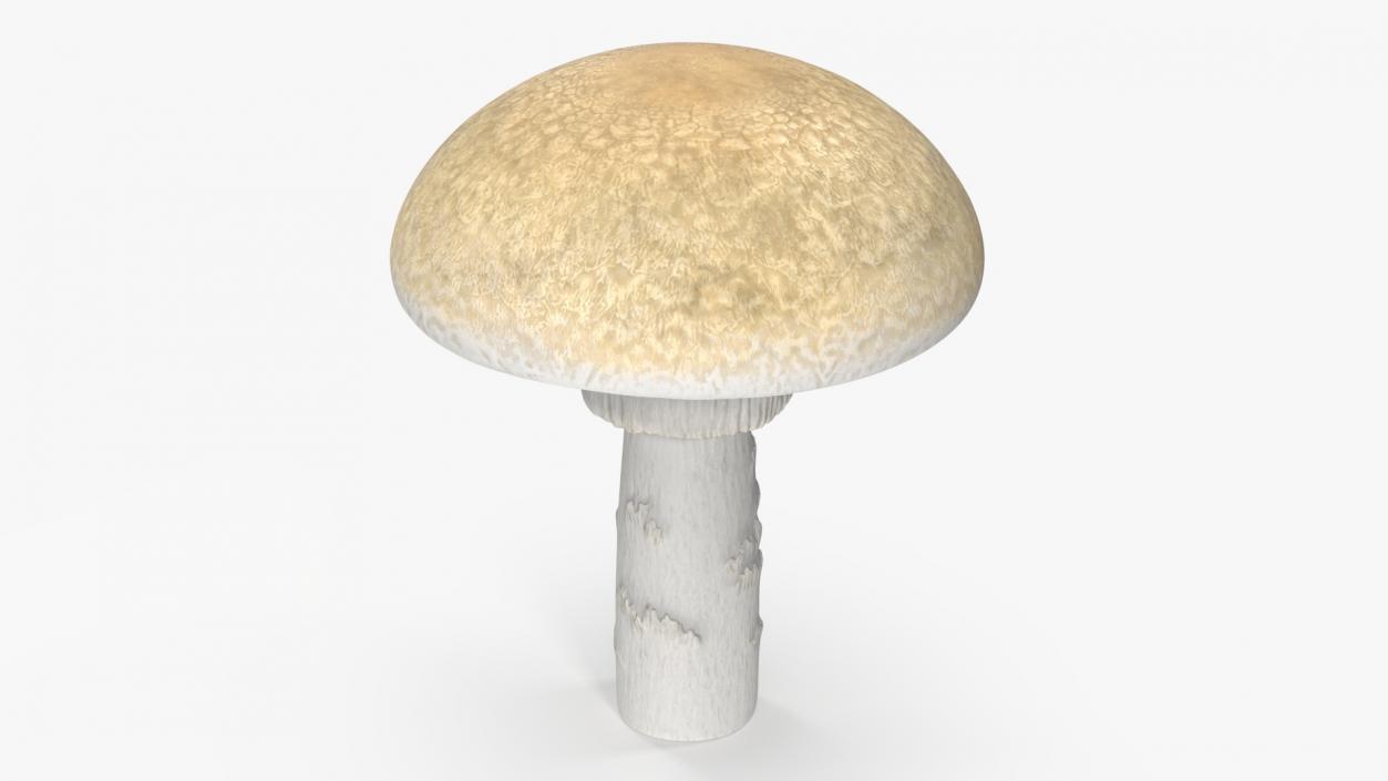 3D Toadstool 2