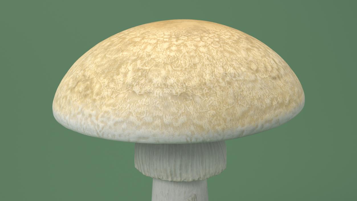 3D Toadstool 2