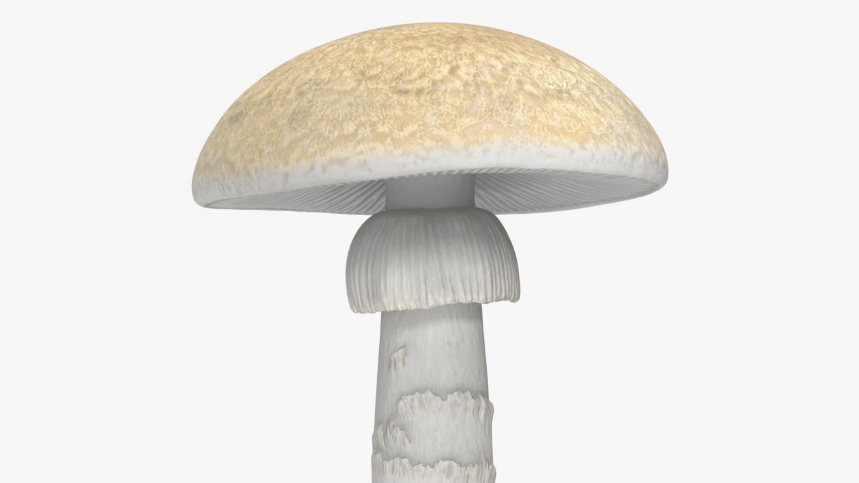 3D Toadstool 2