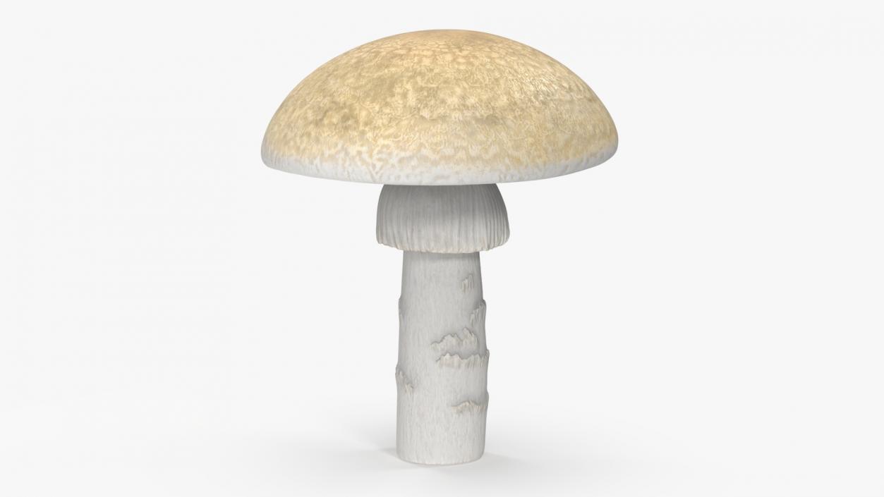 3D Toadstool 2