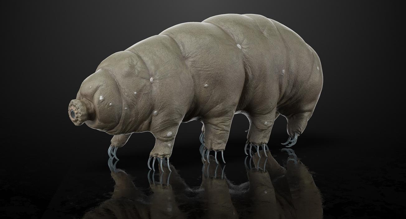 Tardigrade Rigged 3D