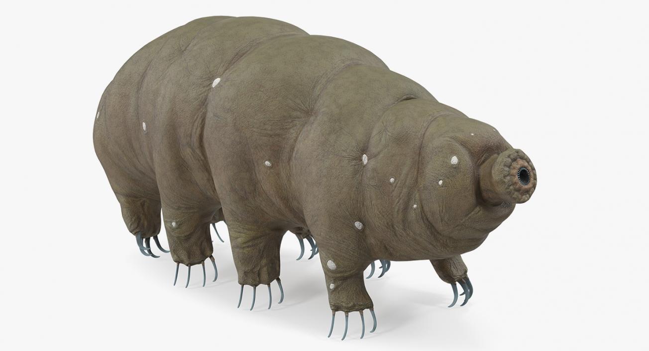 Tardigrade Rigged 3D