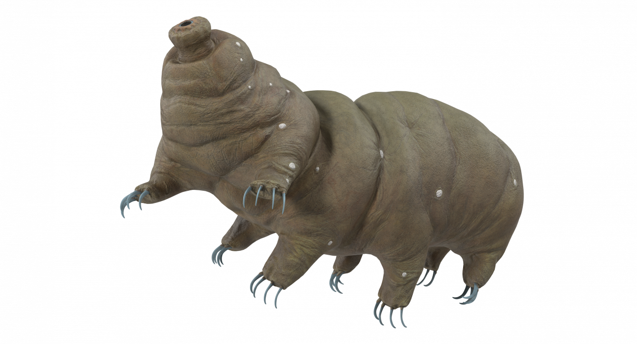 Tardigrade Rigged 3D