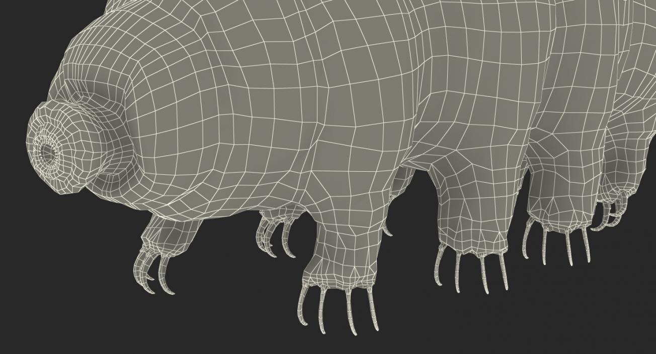 Tardigrade Rigged 3D