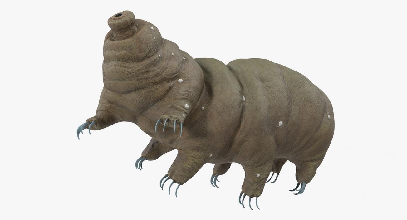 Tardigrade Rigged 3D