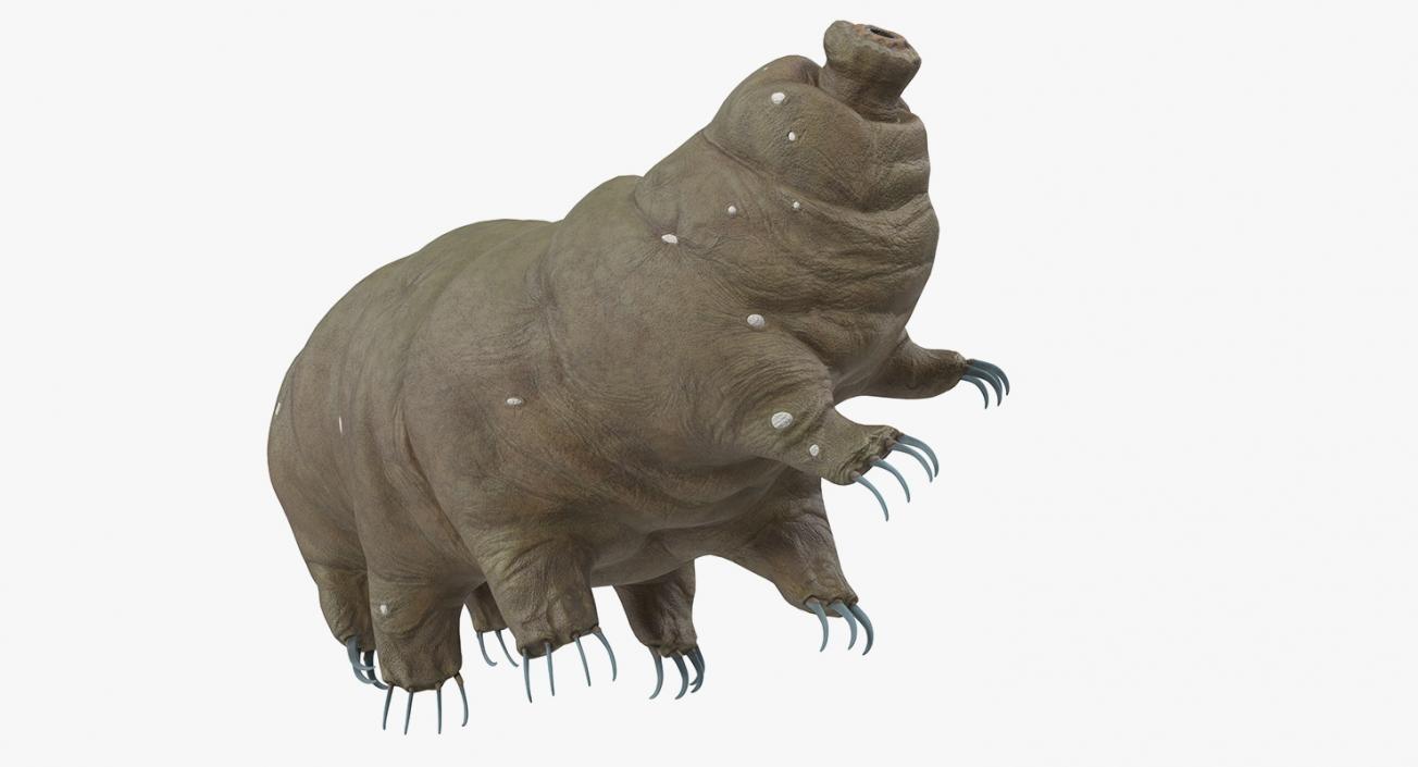 Tardigrade Rigged 3D