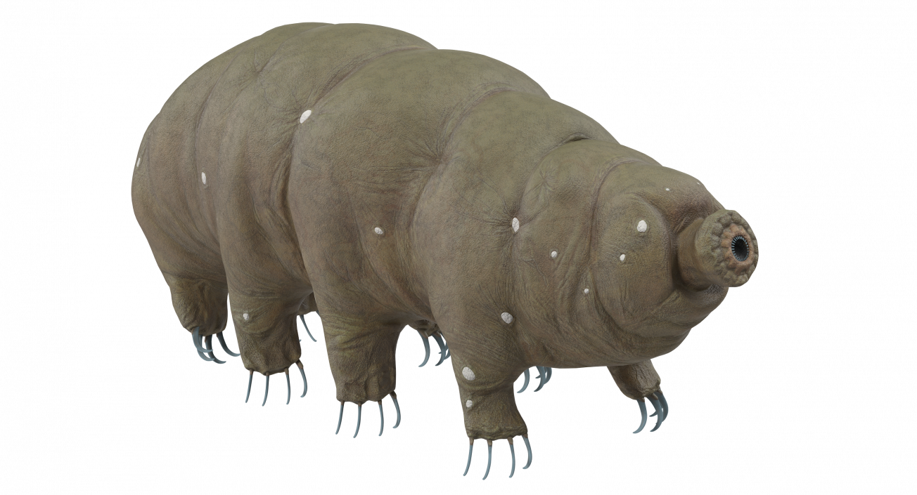 Tardigrade Rigged 3D