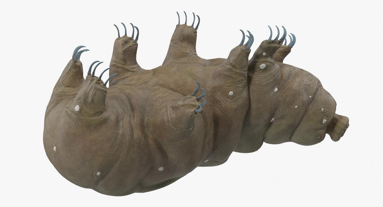 Tardigrade Rigged 3D