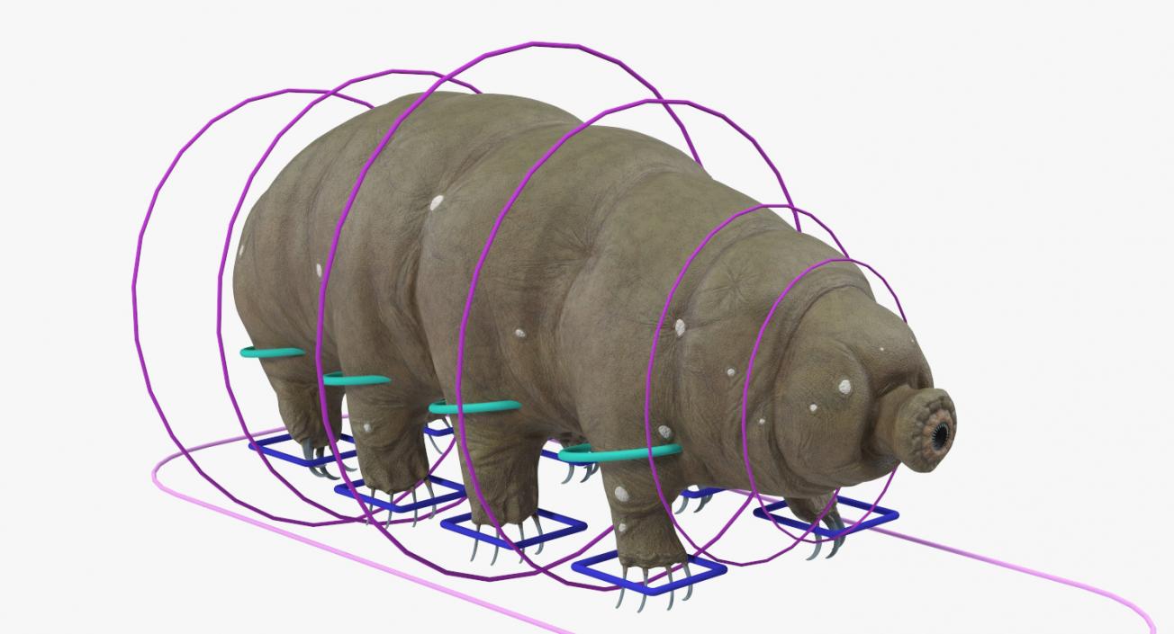 Tardigrade Rigged 3D