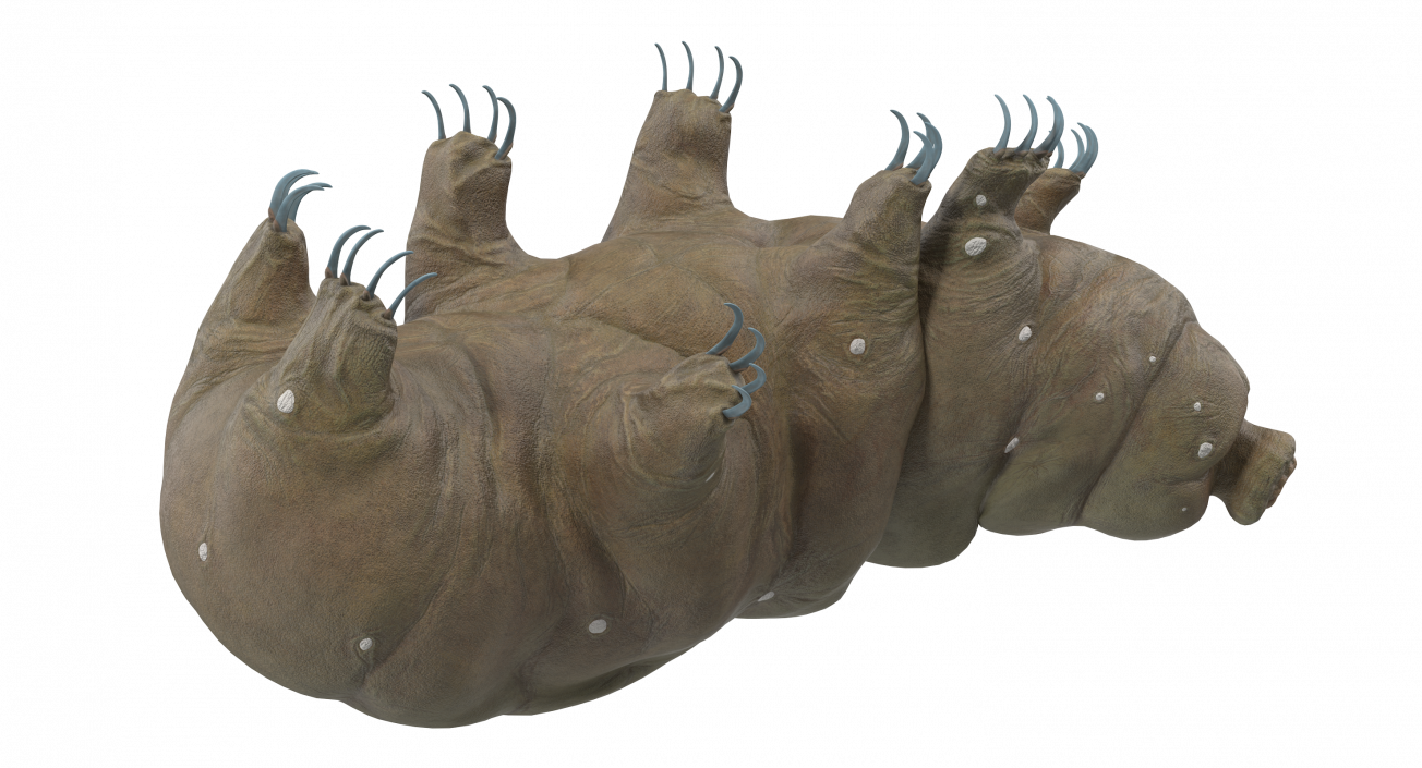 Tardigrade Rigged 3D