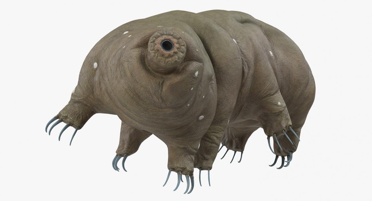 Tardigrade Rigged 3D