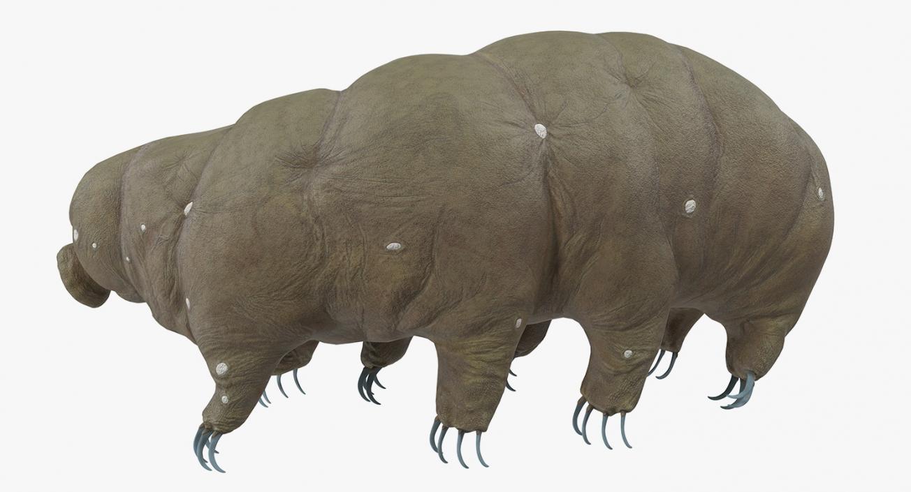 Tardigrade Rigged 3D