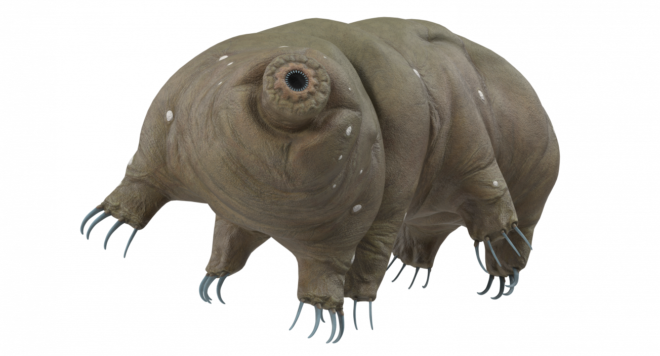 Tardigrade Rigged 3D